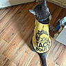 Ale joined the competition — help win amazing prizes! cat, pet, animal, indoor, wooden_floor, yellow_shirt, text_on_clothing, gray_cat, white_cat, collar, sitting, back_view, door, corner, flooring, clothing, cute, funny_text, domestic_animal, home