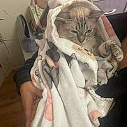 Luna joined the competition — help win amazing prizes! cat, blanket, indoor, cozy, paws, patterned_blanket, furniture, storage_basket, bag, fur, pet, wrapped, soft_texture, relaxed, animal, domestic, comfort, person_holding, sitting, household