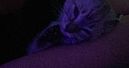 Luna joined the competition — help win amazing prizes! cat, animal, pet, resting, dark, low_light, purple_light, person, arm, indoor, cozy, feline, quiet, shadow, sleepy, companion, cute, closeup, calm, night