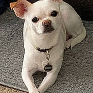 Myla is registered to the contest to win money with this photo: dog, small_dog, white_dog, pet, indoor, carpet, crossed_paws, collar, tag, ears, cute, relaxed, animal, mammal, companion, laying_down, curious, attention, furry, domestic