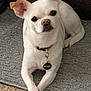 dog, small_dog, white_dog, pet, indoor, carpet, crossed_paws, collar, tag, ears, cute, relaxed, animal, mammal, companion, laying_down, curious, attention, furry, domestic