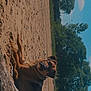 Bear is registered to the contest to win money with this photo: dog, beach, sand, driftwood, outdoor, sunny, nature, tree, sky, relaxed, canine, animal, pet, summer, daytime, grass, quiet, landscape, calm, resting