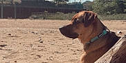 Bear is registered to the contest to win money with this photo: dog, beach, sand, driftwood, outdoor, sunny, blue_sky, clouds, tree, collar, spray_bottle, pet, animal, relaxed, daytime, nature, quiet, side_view, calm, resting