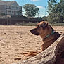 dog, beach, sand, driftwood, outdoor, sunny, blue_sky, clouds, tree, collar, spray_bottle, pet, animal, relaxed, daytime, nature, quiet, side_view, calm, resting