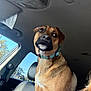 Bear is registered to the contest to win money with this photo: dog, car, vehicle_interior, seat, collar, window, daylight, pet, brown_dog, alert, animal, canine, portrait, looking_away, indoor, seatbelt, headrest, seat_fabric, sunlight, trees_outside