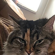 Kahlua is registered to the contest to win money with this photo: animal, cat, close_up, domestic_animal, ears, face, feline, fluffy, fur, green_eyes, household, indoor, pet, portrait, relaxed, sleepy, soft_light, tabby, whiskers, window