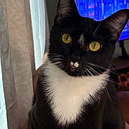 Sassy joined the competition — help win amazing prizes! cat, tuxedo_cat, yellow_eyes, tongue_out, indoor, curious, pet, feline, black_and_white, whiskers, couch, clock, television, window, curtain, cozy, home, animal, sitting, portrait