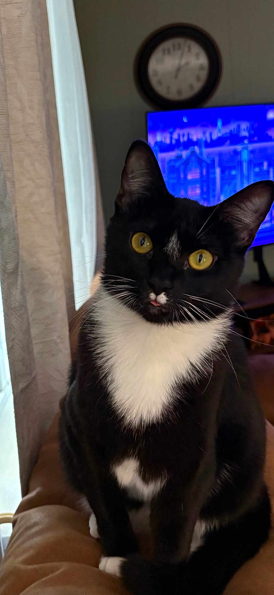 Sassy joined the competition — help win amazing prizes! cat, tuxedo_cat, yellow_eyes, tongue_out, indoor, curious, pet, feline, black_and_white, whiskers, couch, clock, television, window, curtain, cozy, home, animal, sitting, portrait