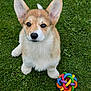 Abbie a rejoint le concours — aidez-le/la à gagner de superbes lots ! dog, puppy, corgi, grass, toy, colorful, ears, pet, animal, cute, playful, outdoor, fur, sitting, looking_up, young, adorable, nature, companion, friendly
