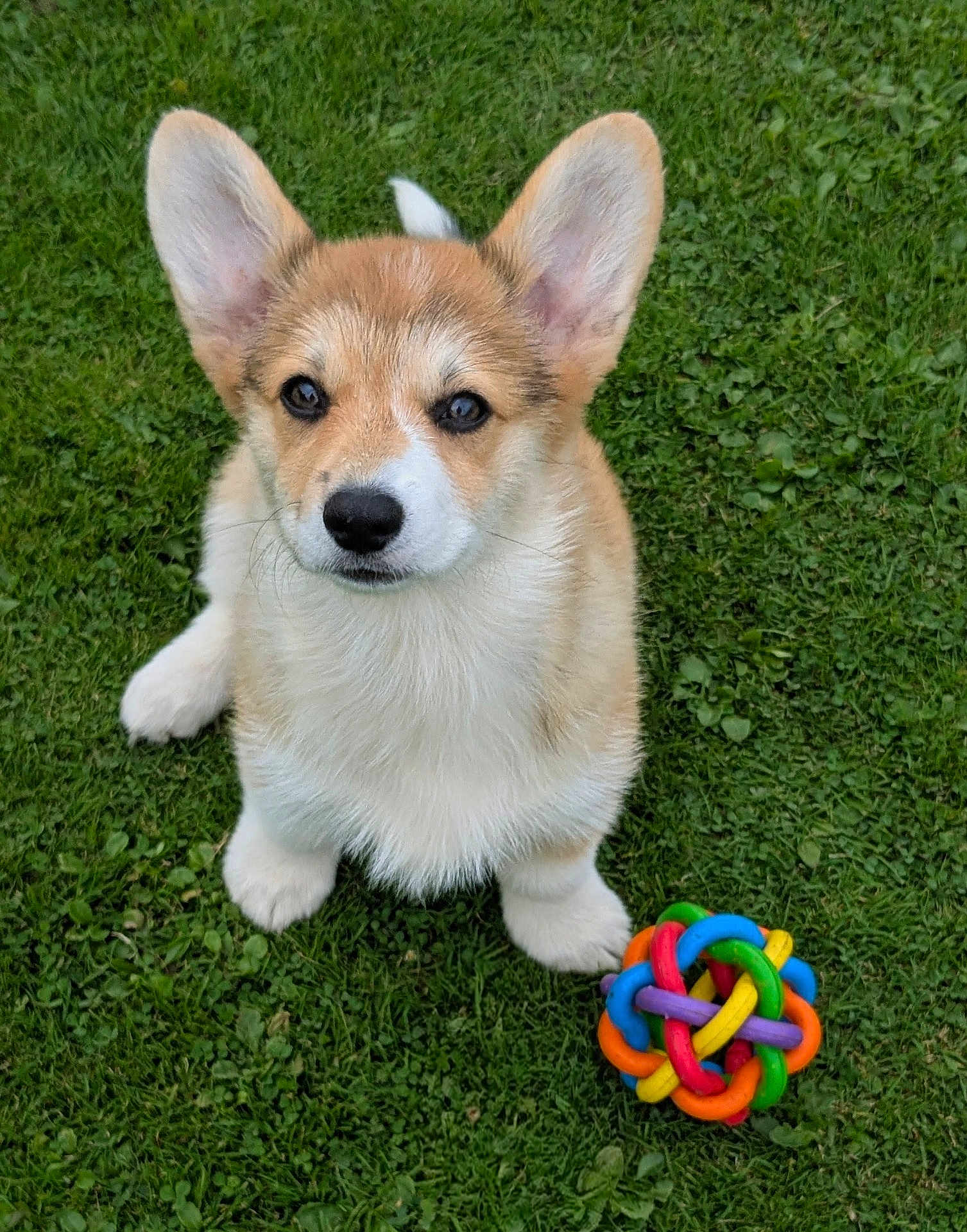 Abbie