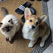 Abbie participe au concours pour gagner de l'argent avec cette photo : cat, dog, corgi, kitten, puppy, pet, animal, indoor, floor, tile, sandals, curious, fluffy, cute, companion, looking_up, woven_mat, domestic, young, adorable