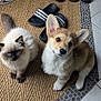 cat, dog, corgi, kitten, puppy, pet, animal, indoor, floor, tile, sandals, curious, fluffy, cute, companion, looking_up, woven_mat, domestic, young, adorable