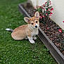 corgi, puppy, dog, grass, flower_bed, red_flowers, greenery, outdoor, pet, cute, animal, small_dog, fur, ears, head_tilt, nature, garden, young_dog, adorable, companion