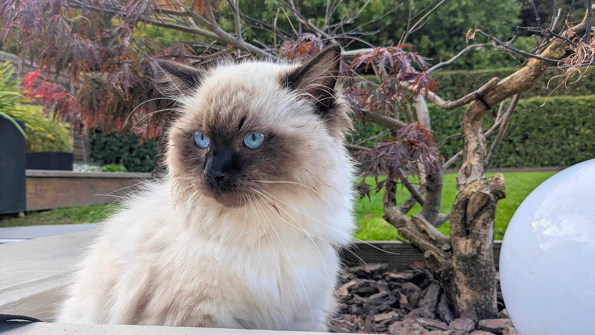 Adès a rejoint le concours — aidez-le/la à gagner de superbes lots ! cat, blue_eyes, fluffy_fur, outdoor, garden, tree, leaves, greenery, nature, animal, pet, portrait, closeup, feline, whiskers, sitting, daylight, shrubbery, ornament, peaceful