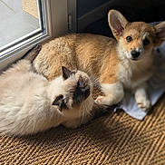 Adès a rejoint le concours — aidez-le/la à gagner de superbes lots ! cat, dog, corgi, fluffy_cat, blue_eyes, indoor, natural_light, glass_door, mat, resting, snuggling, pet, companion, furry, cute, animal, young_dog, young_cat, cozy, relaxed