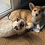 cat, dog, corgi, fluffy_cat, blue_eyes, indoor, natural_light, glass_door, mat, resting, snuggling, pet, companion, furry, cute, animal, young_dog, young_cat, cozy, relaxed