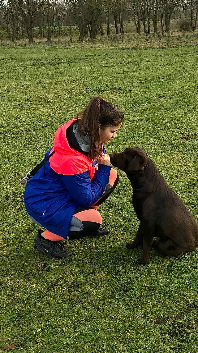 Olly participe au concours pour gagner de l'argent avec cette photo : canidae, carnivore, companion_dog, dog, dog_breed, flat_coated_retriever, grass, labrador_retriever, lawn, mammal, newfoundland, obedience_training, play, retriever, sporting_group, vertebrate