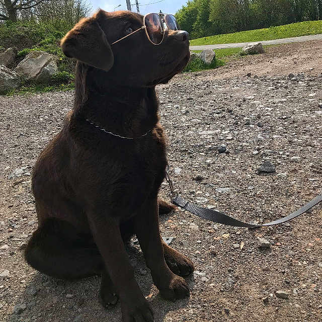 Olly a rejoint le concours — aidez-le/la à gagner de superbes lots ! borador, cane_corso, canidae, carnivore, dog, dog_breed, dog_collar, guard_dog, hunting_dog, labrador_retriever, leash, mammal, patterdale_terrier, pointing_breed, retriever, sporting_group, tree, vertebrate, working_dog