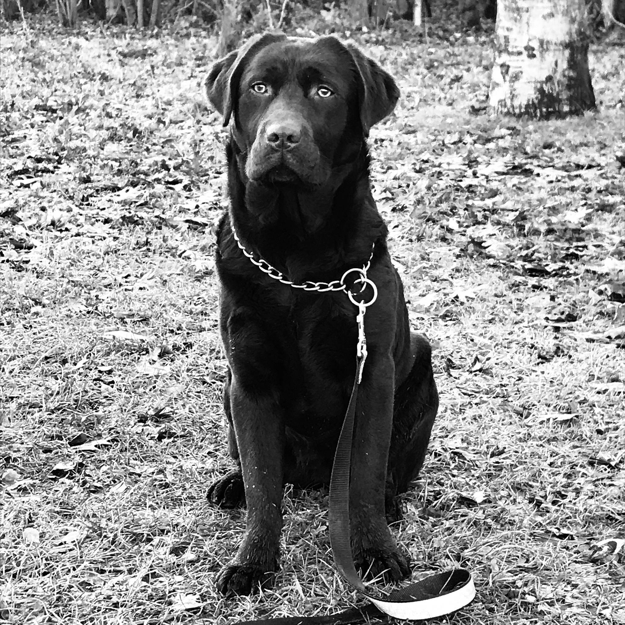 Olly a rejoint le concours — aidez-le/la à gagner de superbes lots ! borador, canidae, carnivore, dog, dog_breed, guard_dog, hunting_dog, labrador_retriever, mammal, retriever, snout, sporting_group, vertebrate