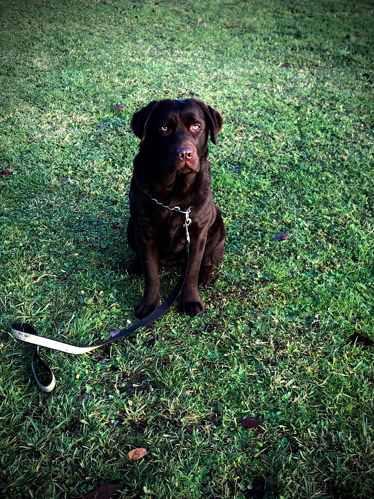 Olly participe au concours pour gagner de l'argent avec cette photo : canidae, carnivore, dog, dog_breed, grass, hunting_dog, labrador_retriever, mammal, patterdale_terrier, plant, pointing_breed, puppy, retriever, snout, sporting_group, tail