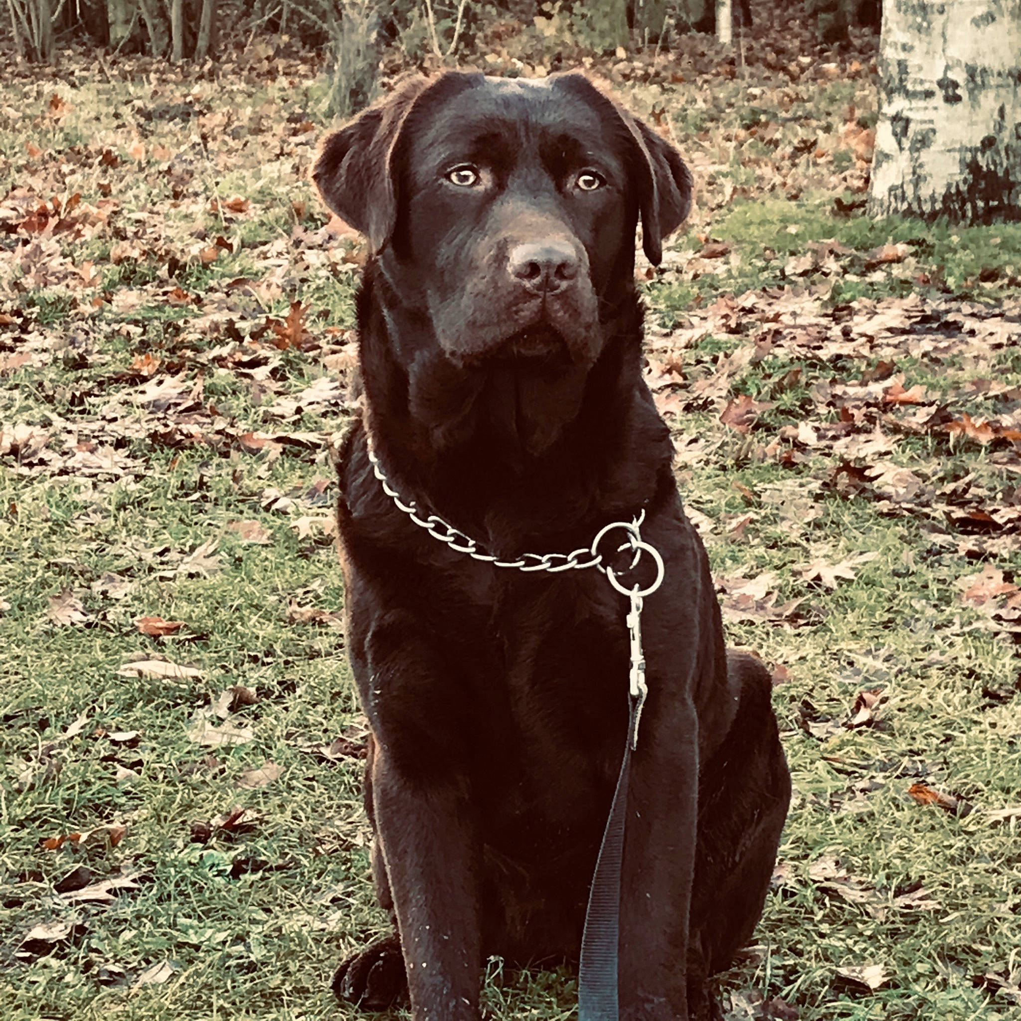 Olly a rejoint le concours — aidez-le/la à gagner de superbes lots ! borador, canidae, carnivore, dog, dog_breed, fawn, hunting_dog, labrador_retriever, liver, mammal, pointing_breed, retriever, sporting_group, vertebrate
