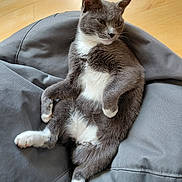 Neko participe au concours pour gagner de l'argent avec cette photo : cat, gray_cat, white_fur, relaxed, beanbag, indoor, wooden_floor, pet, feline, fur, paw, whiskers, ears, animal, mammal, domestic_cat, resting, cute, comfortable, lazy