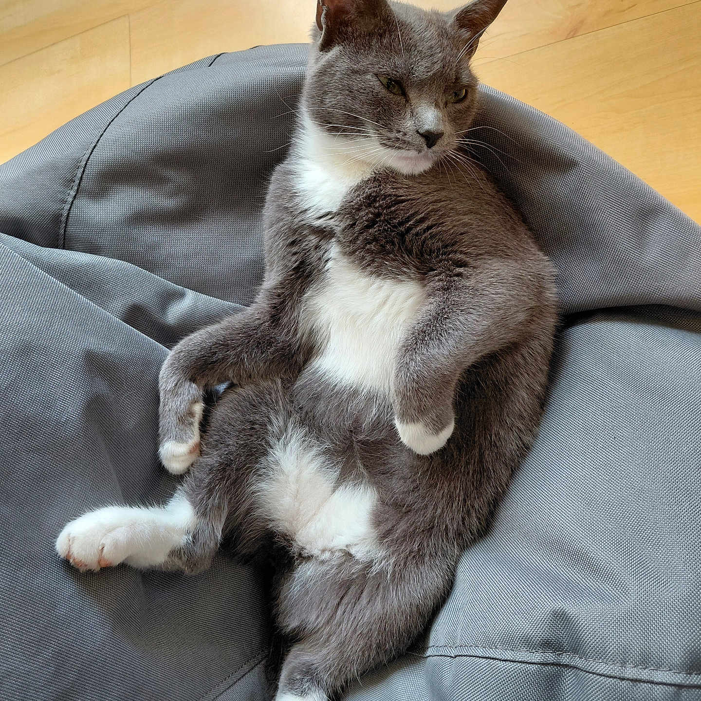Neko