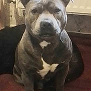 Tyson a rejoint le concours — aidez-le/la à gagner de superbes lots ! dog, pit_bull, gray_dog, white_markings, sitting, indoor, portrait, pet, short_hair, muscular, stocky, floppy_ears, dark_eyes, nose, paws, red_carpet, couch, home, serious_expression, animal_photography