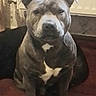 dog, pit_bull, gray_dog, white_markings, sitting, indoor, portrait, pet, short_hair, muscular, stocky, floppy_ears, dark_eyes, nose, paws, red_carpet, couch, home, serious_expression, animal_photography