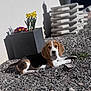 dog, puppy, beagle, gravel, slipper, potted_plant, daffodils, flowers, shadow, wall, stacked_bricks, outdoor, sunlight, resting, portrait, paw, bokeh, ground, pet, chew_toy