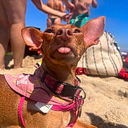Peb is registered to the contest to win money with this photo: dog, beach, sand, sunlight, collar, bandana, pink, tongue_out, pet, outdoor, summer, sunny, animal, canine, relaxing, closeup, cute, funny, vacation, leisure