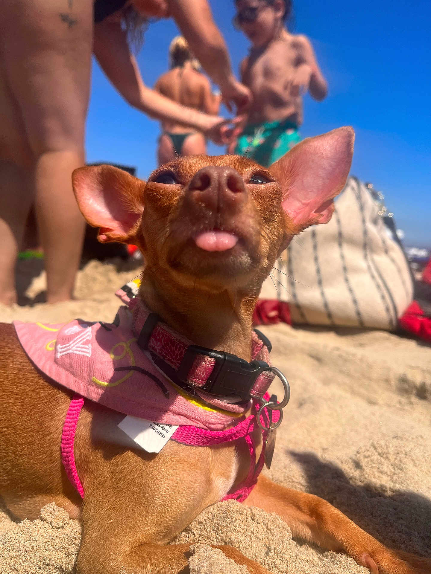 Peb is registered to the contest to win money with this photo: dog, beach, sand, sunlight, collar, bandana, pink, tongue_out, pet, outdoor, summer, sunny, animal, canine, relaxing, closeup, cute, funny, vacation, leisure