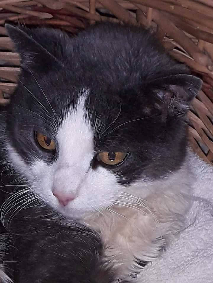 Nini a rejoint le concours — aidez-le/la à gagner de superbes lots ! carnivore, cat, domestic_short_haired_cat, eye, felidae, fur, grass, iris, paw, small_to_medium_sized_cats, snout, tail, whiskers, window, wood, wool