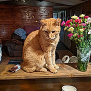 Tito joined the competition — help win amazing prizes! cat, ginger_cat, wooden_surface, flowers, bouquet, indoor, ceiling_fan, couch, blanket, bottle, container, counter, wood_paneling, cup, Taco_Bell_cup, pet, animal, furniture, domestic, cozy