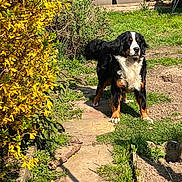 Violette a rejoint le concours — aidez-le/la à gagner de superbes lots ! animal, bernese_mountain_dog, black, brown, canine, daytime, dog, fur, garden, grass, nature, outdoor, path, pet, plants, shadows, spring, sunlight, white, yellow_flowers