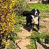animal, bernese_mountain_dog, black, brown, canine, daytime, dog, fur, garden, grass, nature, outdoor, path, pet, plants, shadows, spring, sunlight, white, yellow_flowers