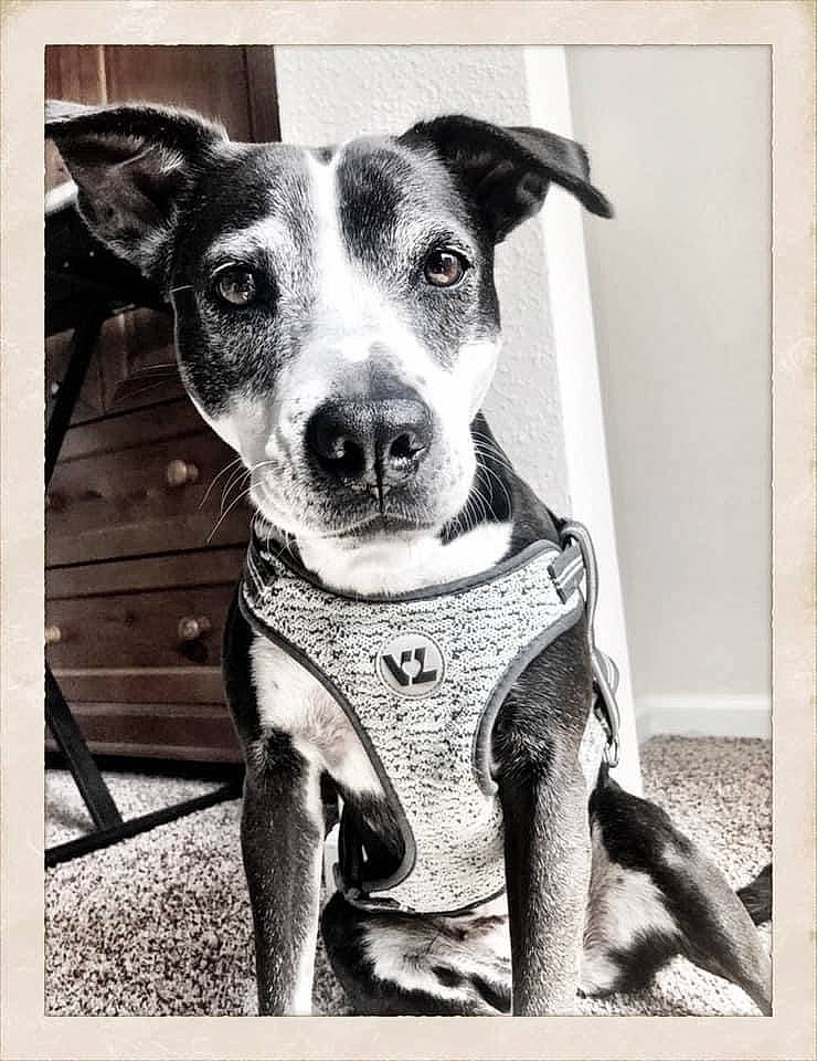 Hope joined the competition — help win amazing prizes! art, black_and_white, carnivore, collar, companion_dog, dog, dog_breed, dog_collar, monochrome, monochrome_photography, pattern, rectangle, snout, sporting_group, still_life_photography, stock_photography, style, whiskers, white, working_animal