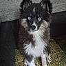 Blue a rejoint le concours — aidez-le/la à gagner de superbes lots ! puppy, dog, blue_eyes, fluffy, black_and_white, sitting, bandaged_paw, pointed_ears, portrait, indoor, living_room, rug, couch, furniture, pet, canine, long_fur, white_chest, front_facing, adorable