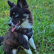 Blue participe au concours pour gagner de l'argent avec cette photo : dog, puppy, black_and_white, sitting, outdoors, grass, meadow, woodland, sunlight, nature, harness, collar, tongue_out, open_mouth, pointed_ears, fluffy, portrait, animal, pet, human_foot