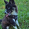 dog, puppy, black_and_white, sitting, outdoors, grass, meadow, woodland, sunlight, nature, harness, collar, tongue_out, open_mouth, pointed_ears, fluffy, portrait, animal, pet, human_foot