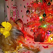 Lily is registered to the contest to win money with this photo: blanket, bow, christmas, christmas_tree, cozy, decorations, dog, festive, fur, holiday, indoor, looking_up, ornament, paw, pet, portrait, small_dog, string_lights, tinsel, yellow_bow