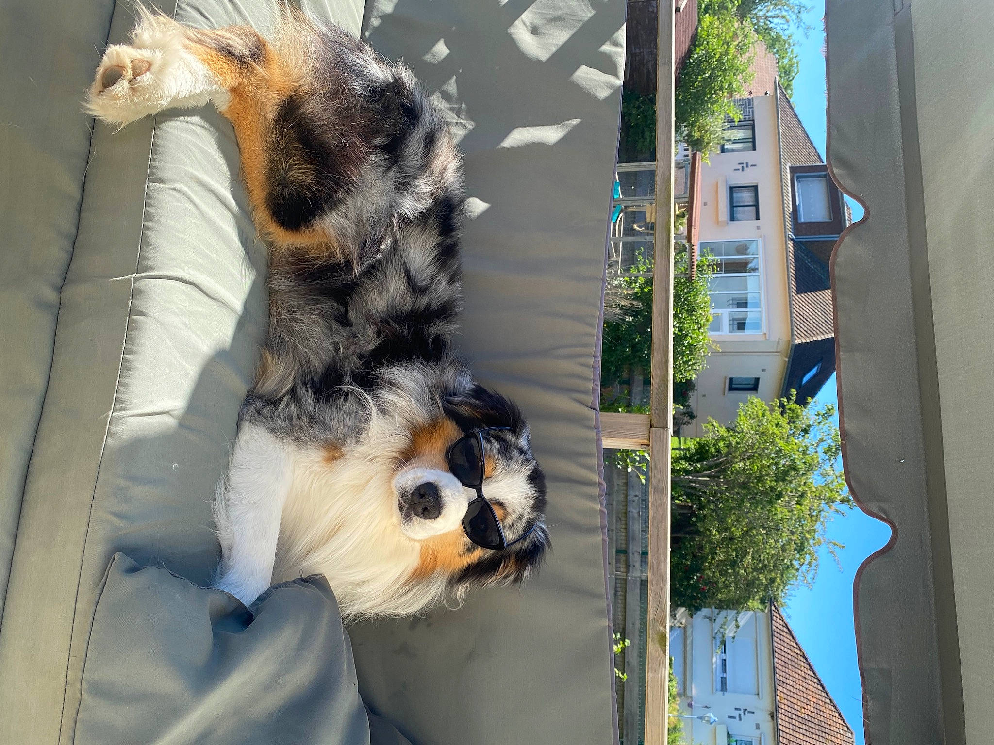 Olso a rejoint le concours — aidez-le/la à gagner de superbes lots ! art, building, canidae, carnivore, companion_dog, daytime, dog_breed, facade, felidae, fur, light, plant, small_to_medium_sized_cats, snout, sporting_group, terrestrial_animal, tree, whiskers, wildlife, window