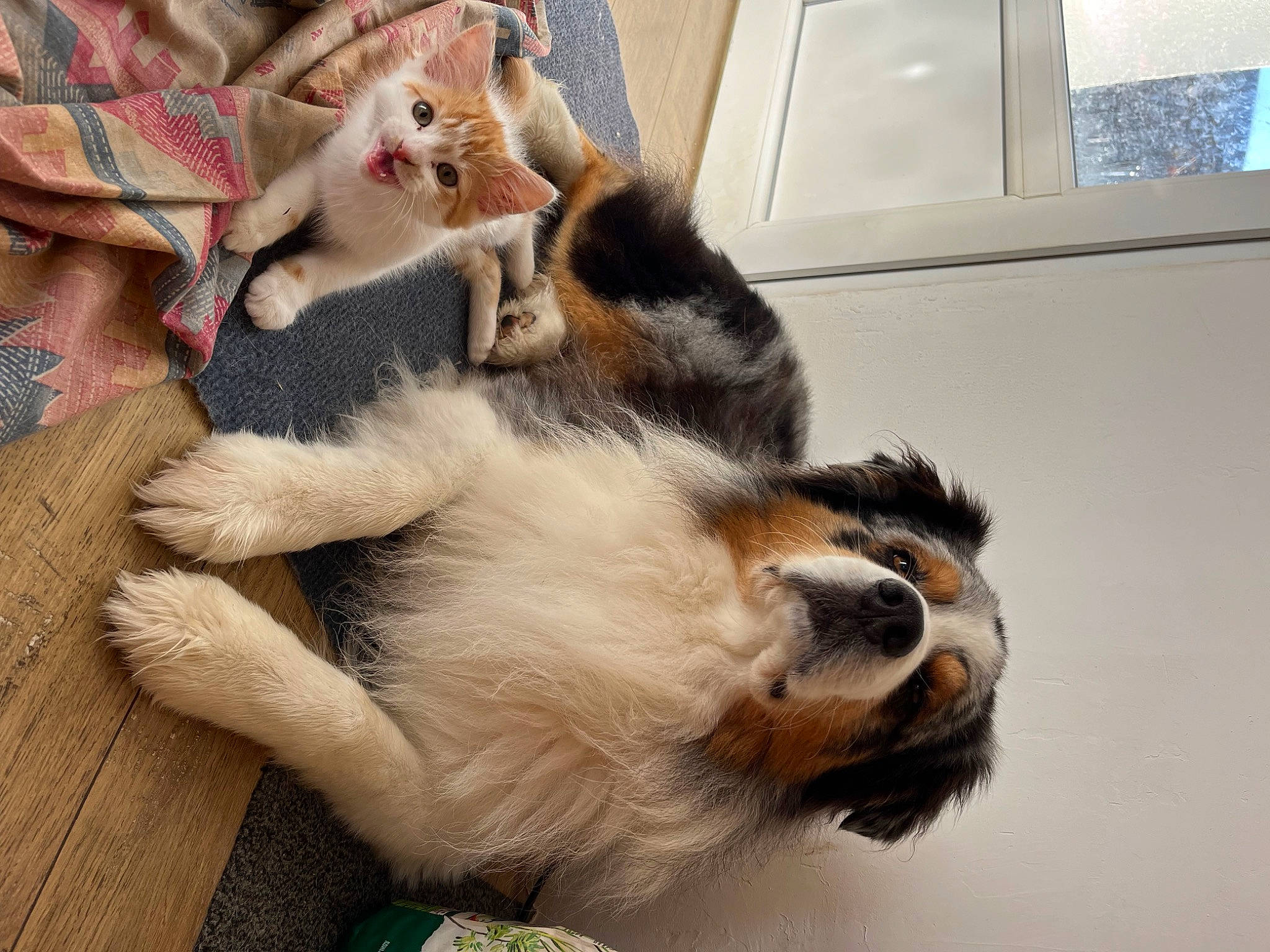 Olso a rejoint le concours — aidez-le/la à gagner de superbes lots ! canidae, carnivore, cat, claw, comfort, companion_dog, dog_breed, domestic_short_haired_cat, felidae, foot, fur, lap, nap, paw, sleep, small_to_medium_sized_cats, snout, tail, terrestrial_animal, whiskers