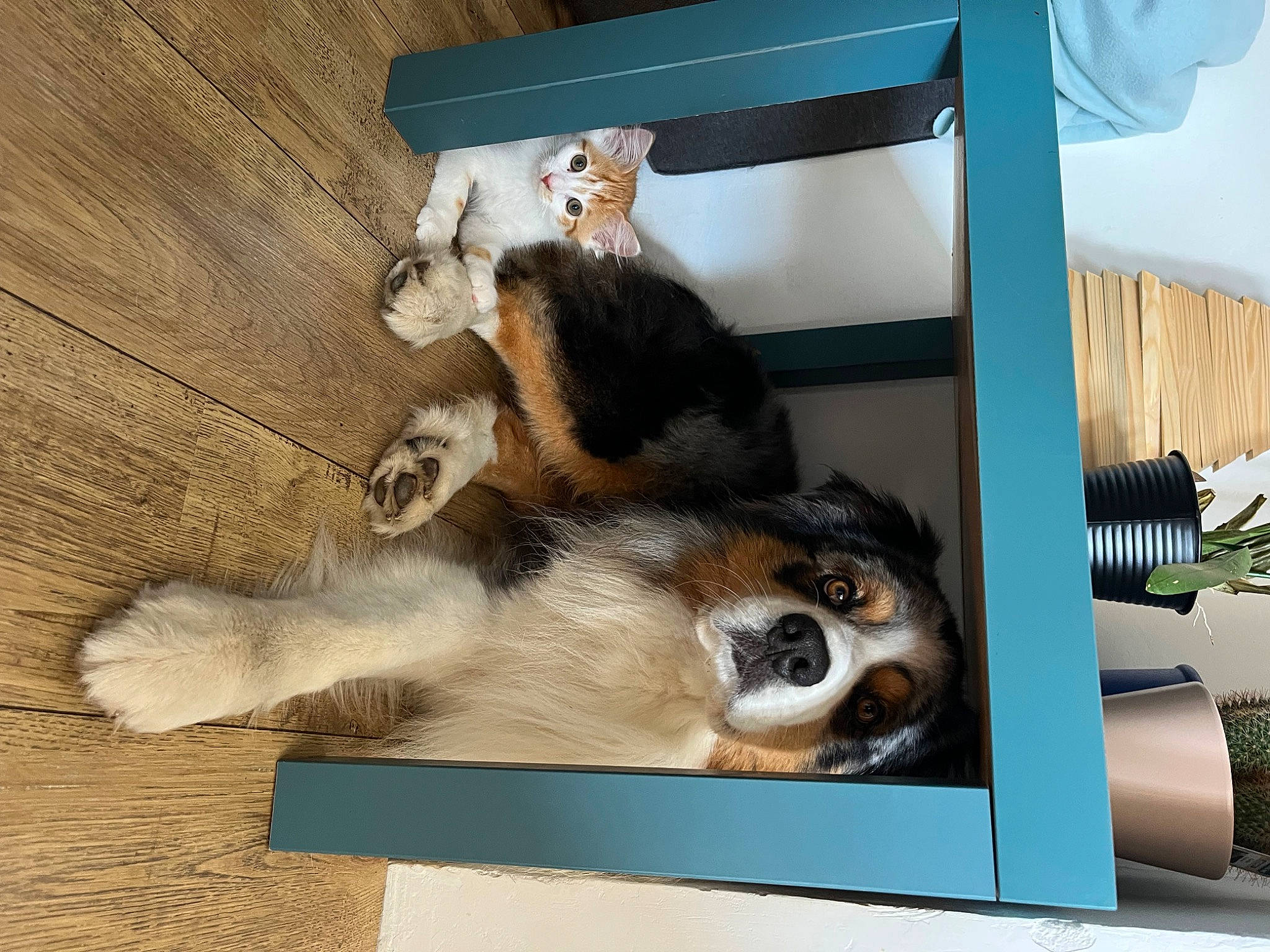 Fly a rejoint le concours — aidez-le/la à gagner de superbes lots ! animal_shelter, canidae, carnivore, cat_supply, companion_dog, dog, dog_breed, dog_supply, fawn, fur, hardwood, paw, pet_supply, room, snout, sporting_group, toy, wood, working_animal, working_dog