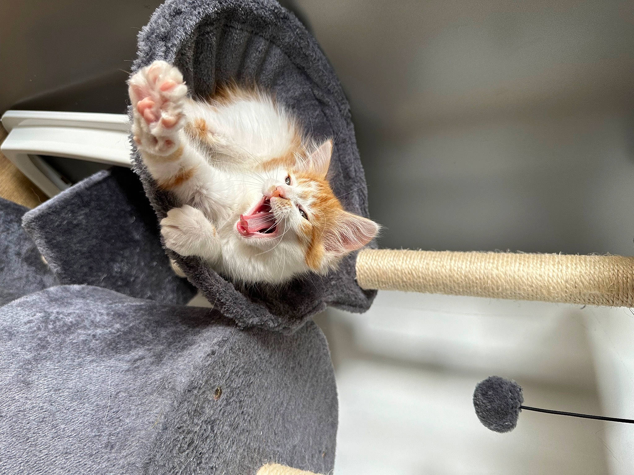 Fly a rejoint le concours — aidez-le/la à gagner de superbes lots ! canidae, carnivore, cat, claw, collar, domestic_short_haired_cat, fawn, felidae, foot, fur, macaque, mammal, paw, small_to_medium_sized_cats, snout, tail, vertebrate, whiskers, wildlife, yawn