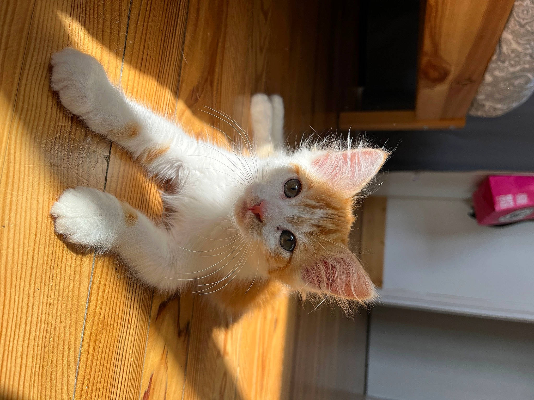 Fly a rejoint le concours — aidez-le/la à gagner de superbes lots ! carnivore, cat, claw, curtain, domestic_short_haired_cat, fawn, felidae, flooring, fur, hardwood, paw, plant, small_to_medium_sized_cats, snout, tail, whiskers, wood