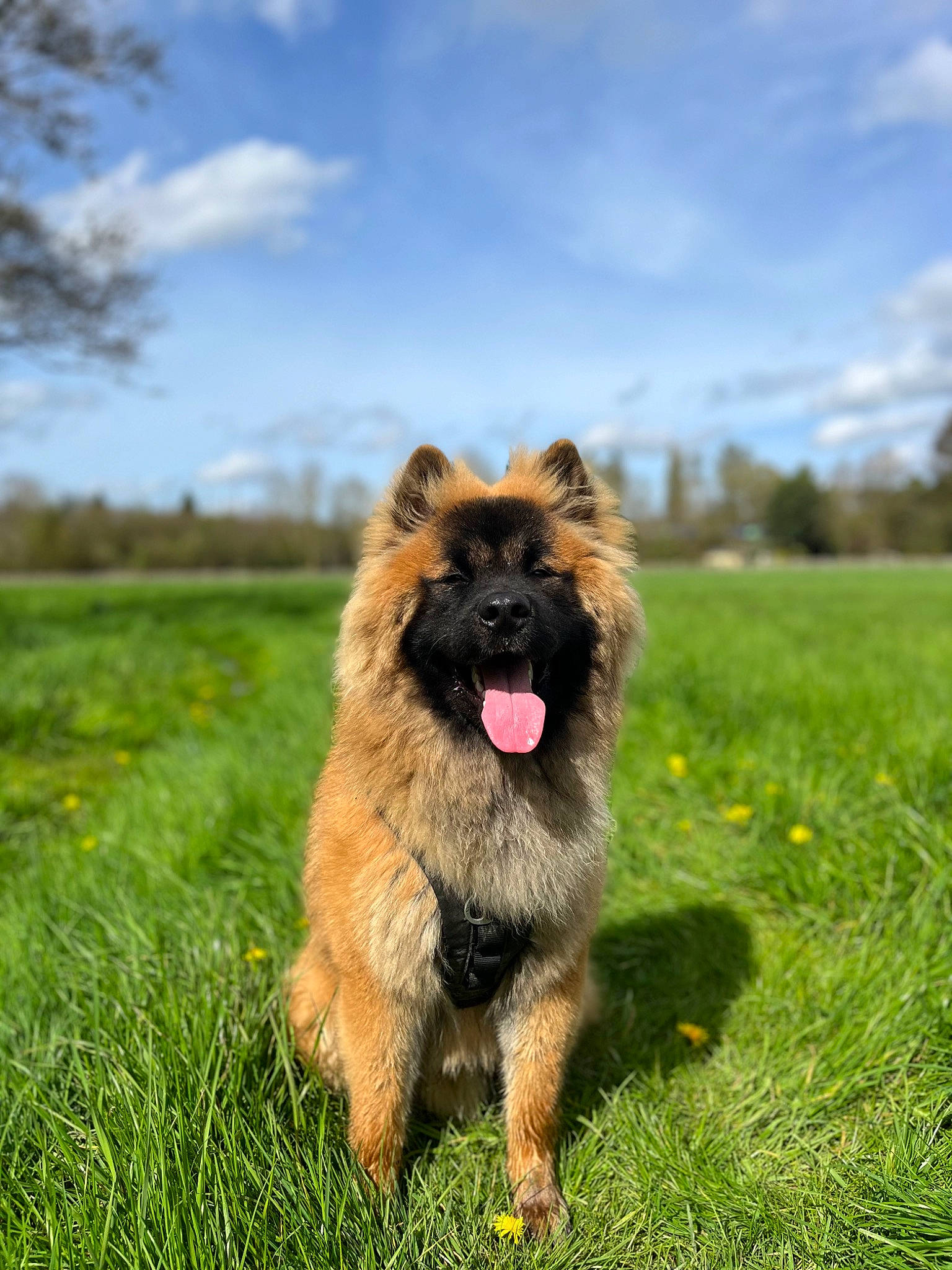Ulky participe au concours pour gagner de l'argent avec cette photo : canidae, carnivore, cloud, companion_dog, dog, dog_breed, fawn, german_shepherd_dog, grass, grassland, herding_dog, king_shepherd, old_german_shepherd_dog, plant, sky, snout, sporting_group, tree, working_animal, working_dog