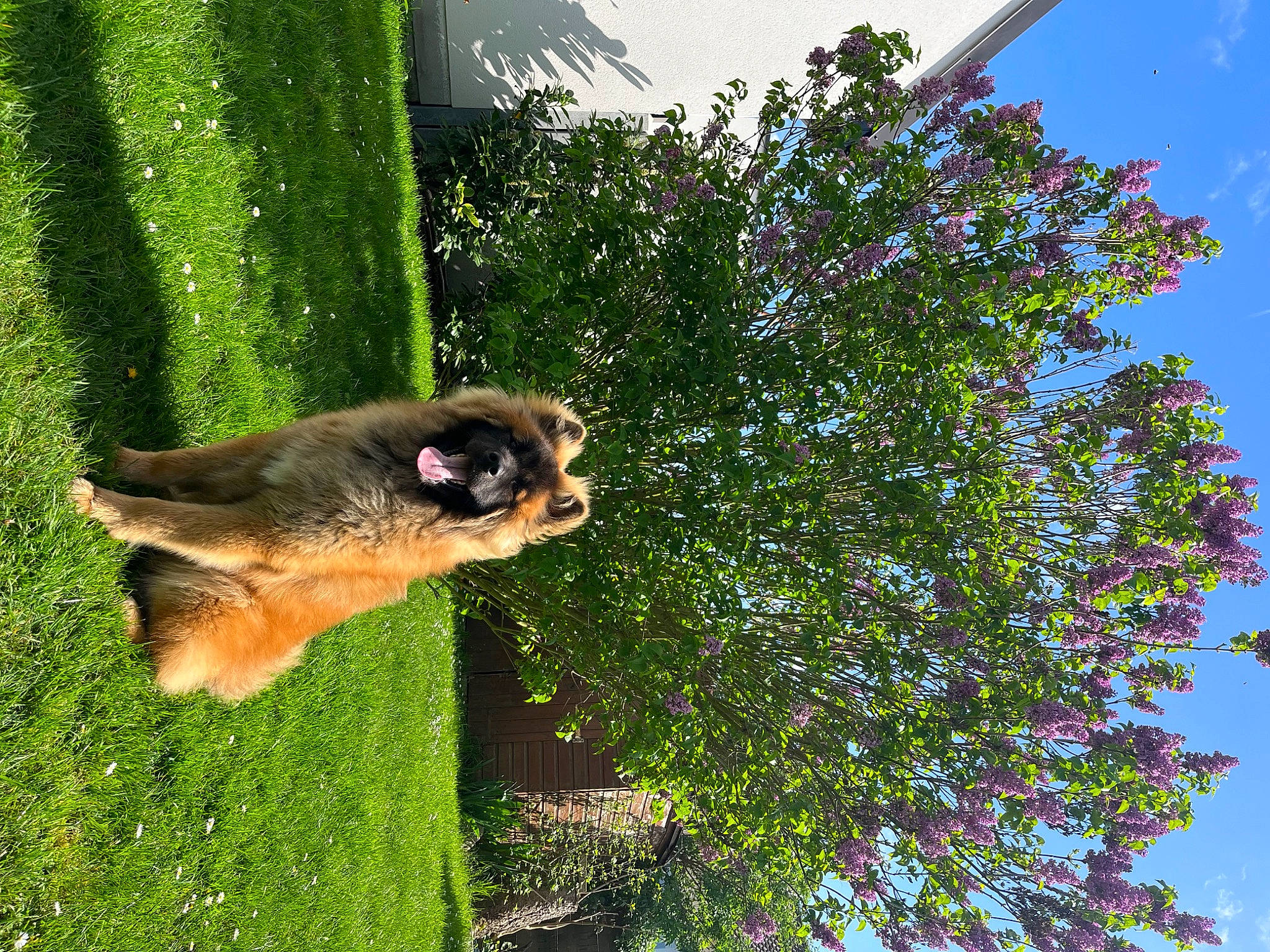 Ulky participe au concours pour gagner de l'argent avec cette photo : canidae, carnivore, companion_dog, dog, dog_breed, fawn, german_shepherd_dog, grass, green, herding_dog, old_german_shepherd_dog, pet_supply, plant, sky, snout, sporting_group, tail, tints_and_shades, tree, wildlife