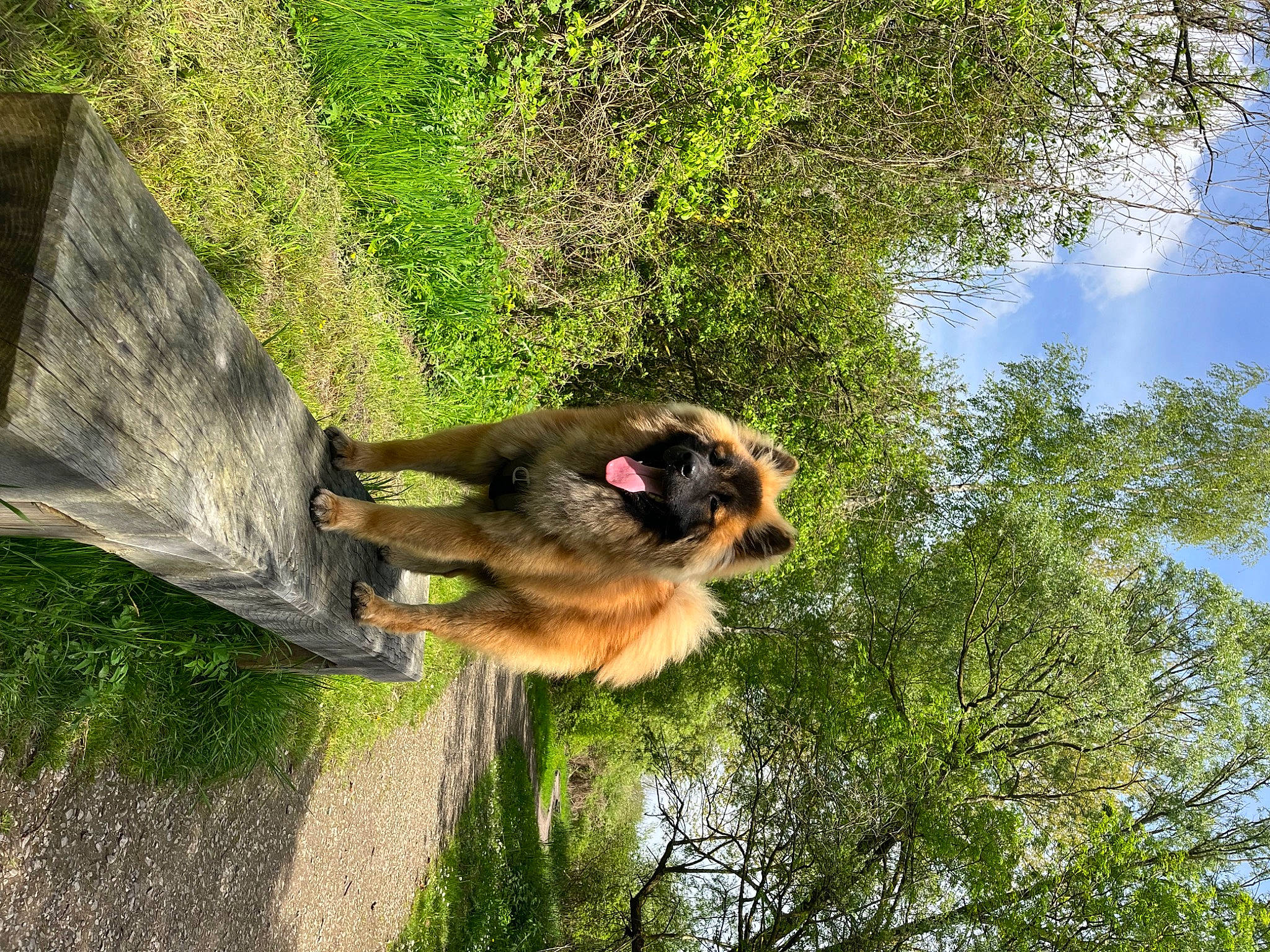 Ulky participe au concours pour gagner de l'argent avec cette photo : canidae, carnivore, cloud, dog, dog_breed, german_shepherd_dog, grass, king_shepherd, old_german_shepherd_dog, plant, sky, snout, sporting_group, tail, terrestrial_animal, tree, trunk, water, wildlife, wing