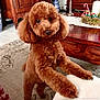 Roxanne participe au concours pour gagner de l'argent avec cette photo : dog, poodle, brown, indoor, furniture, carpet, table, candles, decor, pet, curious, standing, cozy, home, animal, cute, fur, floor, living_room, front_paws